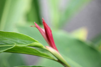 Thai Flora Red 3