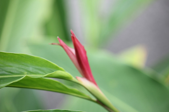 Thai Flora Red 3