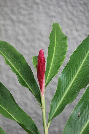 Thai Flora Red 4
