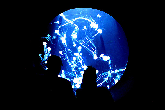 Dubai's Undersea World