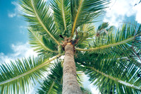 Bora Bora Palm Tree