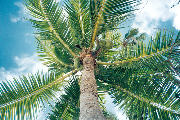 Bora Bora Palm Tree