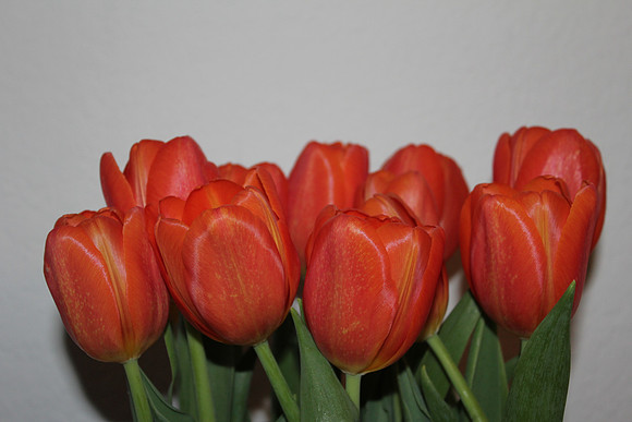Roses 1