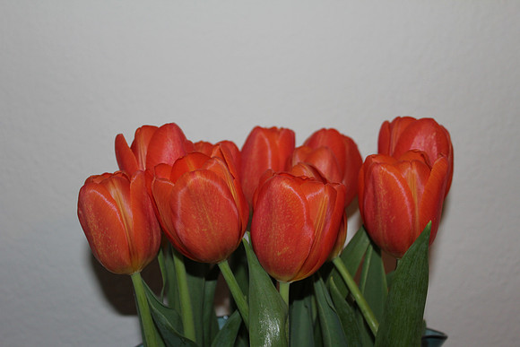 Roses 2