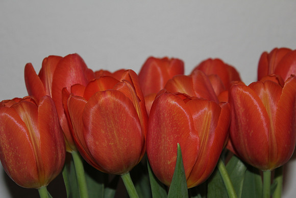 Roses 3