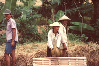 Bali - Rural 1