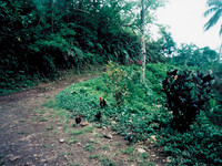Moorea