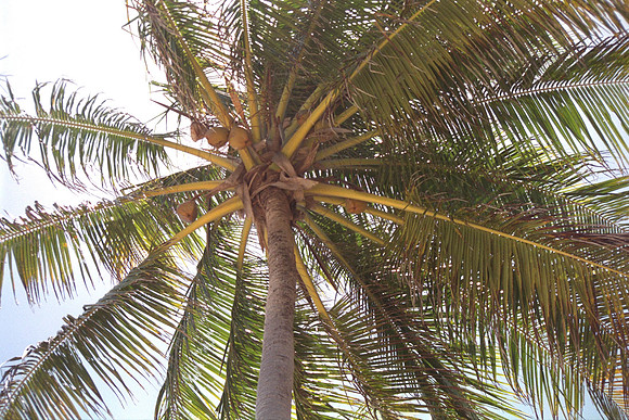 Costa do Sauipe