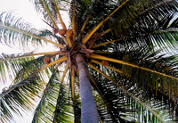 Costa do Sauipe