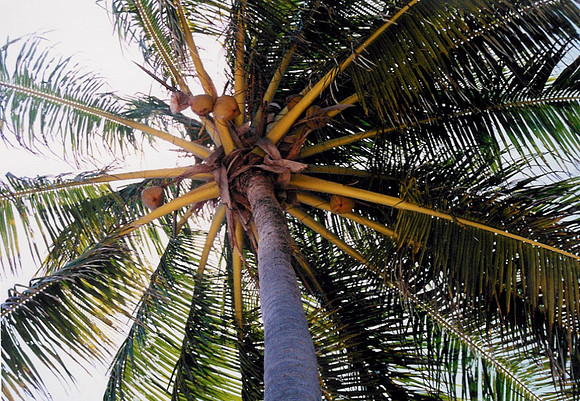 Costa do Sauipe