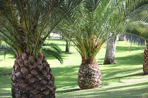 Phoenix Canariensis Palm Tree