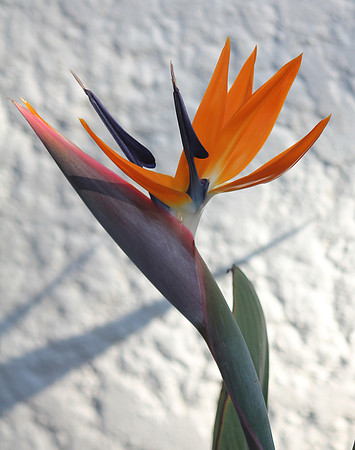 Birds of Paradise 2