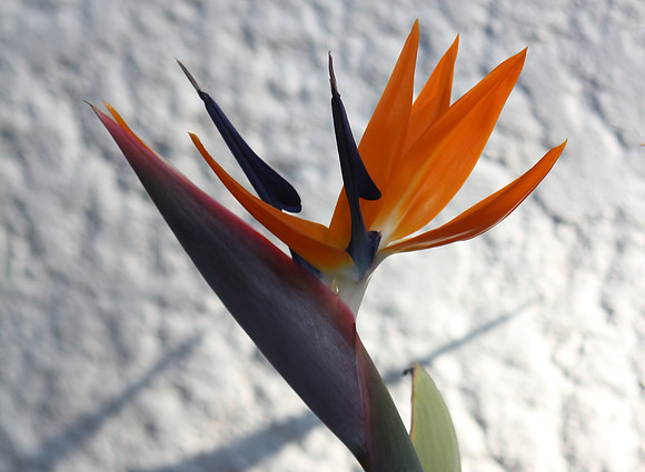 Birds of Paradise 3
