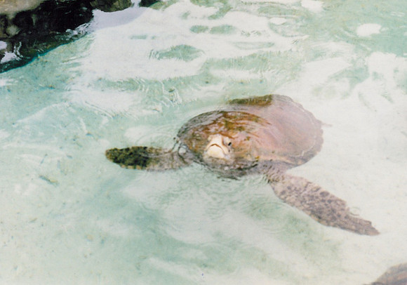 Bahamas 43