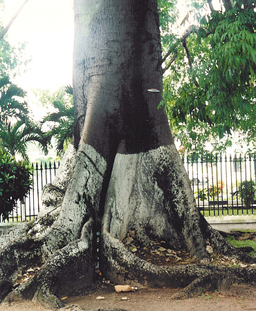 Bahamas 44