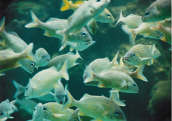 Bahamas 57