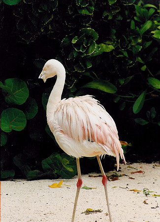 Bahamas 48