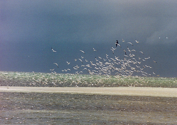 Bahamas 51