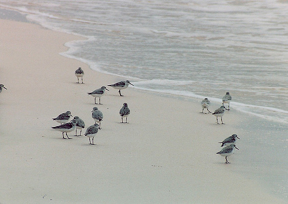 Barbados 9
