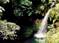 Dominica 7