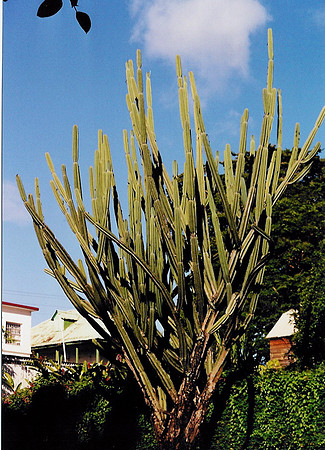 Dominica 2