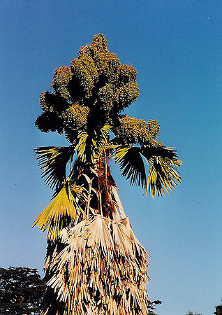 Dominica 3