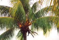 Jamaica 14