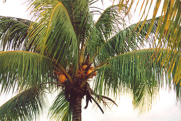 Jamaica 14