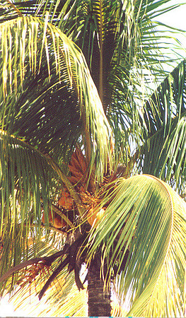 Jamaica 18