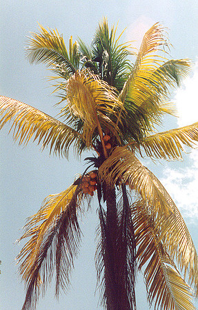 Jamaica 19
