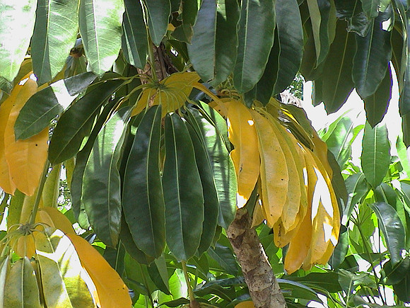 Jamaica 40