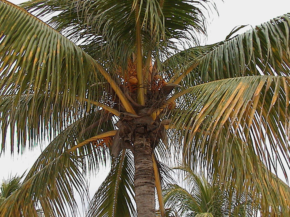 Jamaica 47