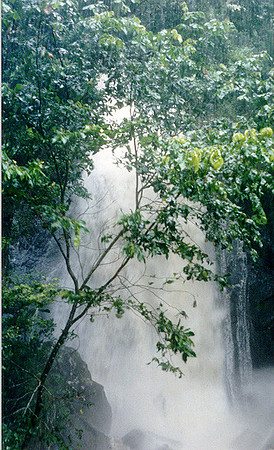 El Yunque National Forest 4
