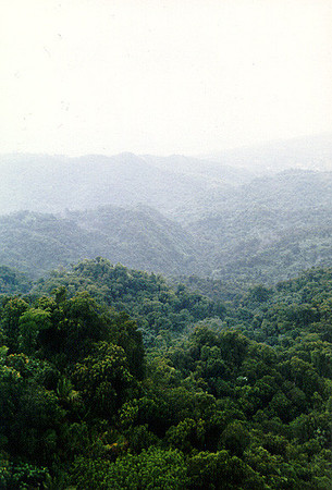 El Yunque National Forest 2