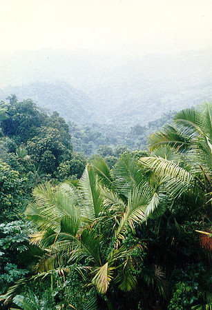 El Yunque National Forest 1