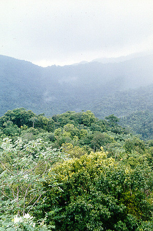 El Yunque National Forest 3