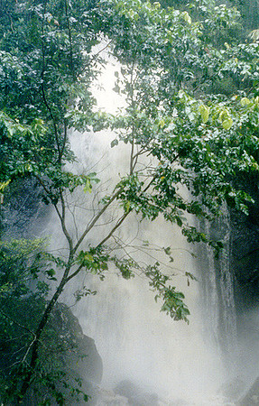 El Yunque National Forest 5