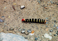 US Virgin Islands - St John 6