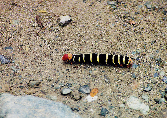 US Virgin Islands - St John 6