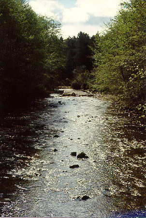 Sitka 5