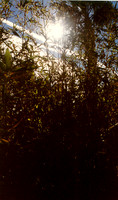 Day Scenes 8