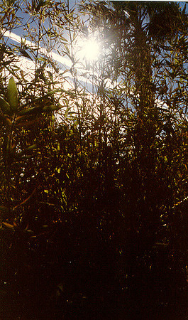 Day Scenes 8