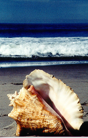 Pacific Ocean - Los Angeles Seashell  35