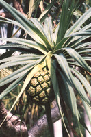 Pineapple on the Tree *