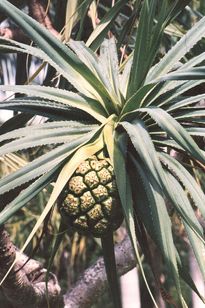 Pineapple on the Tree *