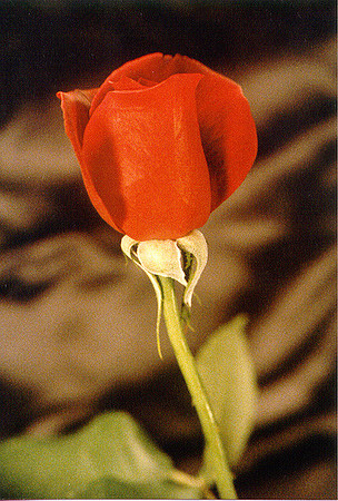 Roses 5