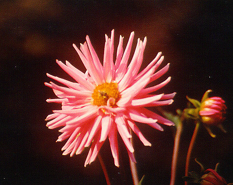 Flowers 5