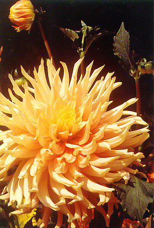 Flowers 4