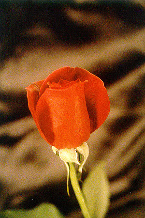 Roses 4