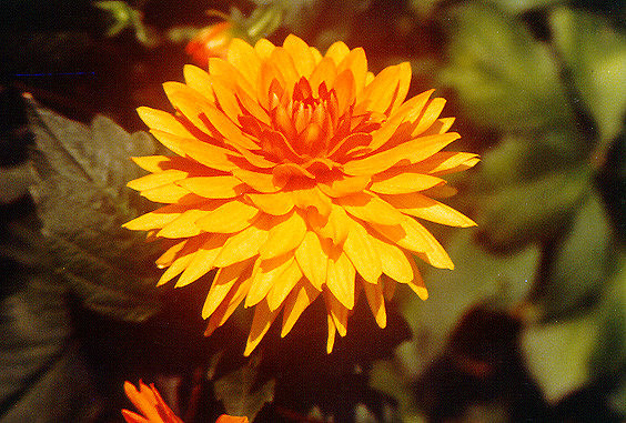Flowers 6